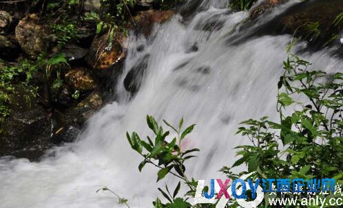 峽谷春 長在婺源深山里的茶葉