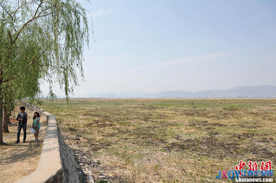 云南發(fā)布干旱橙色預(yù)警 杞麓湖大面積干涸