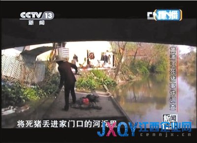 浙江嘉興村民不知80元生豬死亡補貼