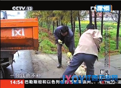 浙江嘉興村民不知80元生豬死亡補貼