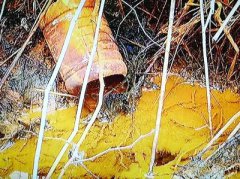 南京7污企搬遷前瘋狂排污:活魚入水10分鐘就死