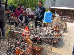 新型流感傷及江西家禽養(yǎng)殖業(yè) 專家建議推進(jìn)家禽