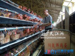 回暖可期養(yǎng)殖戶開始&ldquo;抄底&rdquo; 銅鼓養(yǎng)殖戶低價購