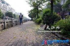 萍鄉(xiāng)市蘇州街畔部分銀杏顯&ldquo;病容&rdquo; 嚴重落葉引