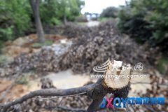 南昌西湖區(qū)37棵樟樹被砍了枝丫 是準(zhǔn)備偷走？[圖