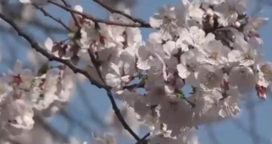 廬山方竹寺：陽光明媚藍天白云 櫻花燦爛迎風盛開